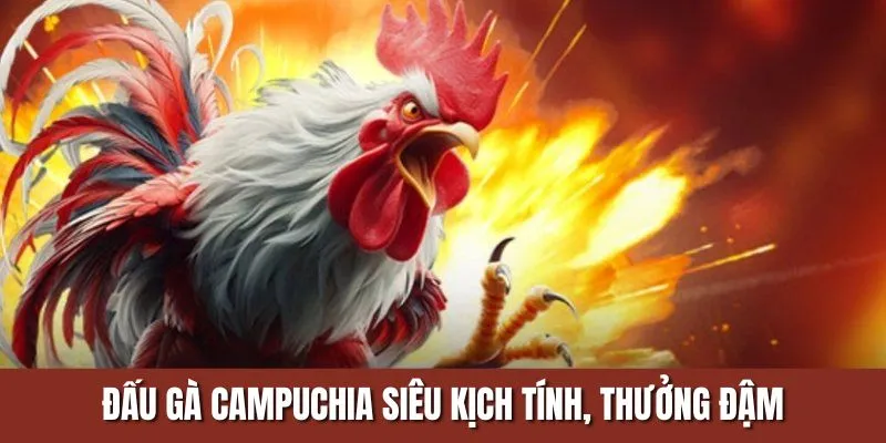 Đấu gà Campuchia siêu kịch tính, thưởng đậm